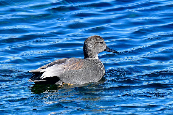 Gadwall (male)