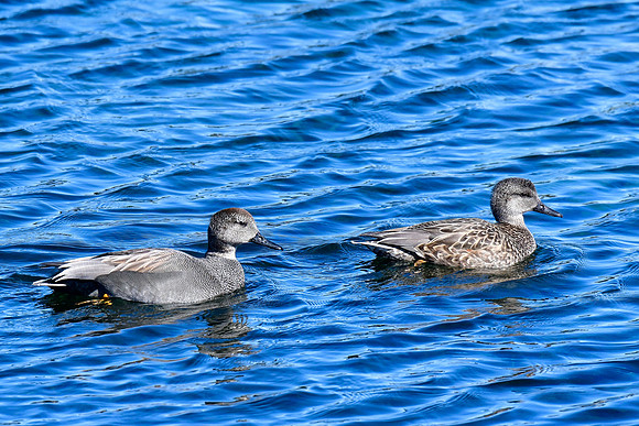 Gadwall (male and female)