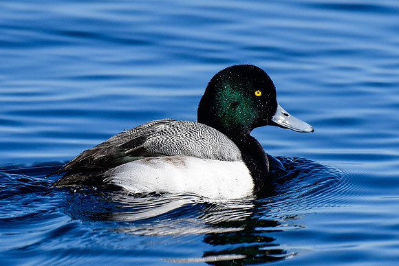 Greater scaup (male)