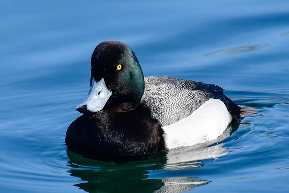 Greater scaup (male)