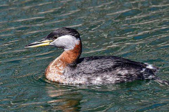 Red-necked grebe
