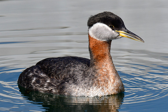 Red-necked grebe
