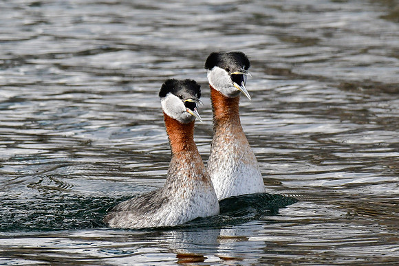 Red  necked grebes courtship display