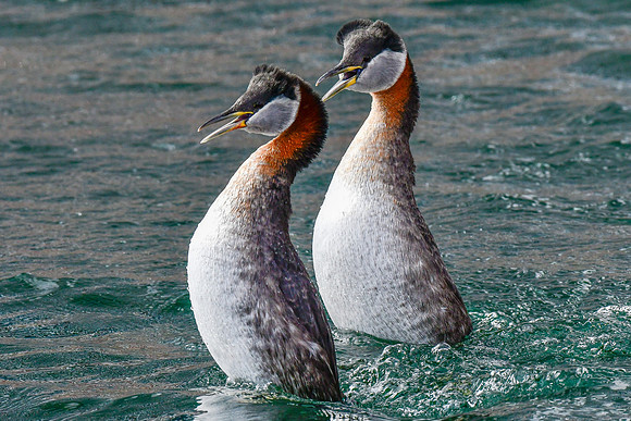 Red  necked grebes courtship display