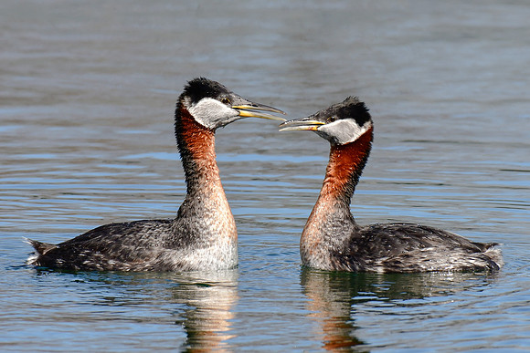 Red  necked grebes courtship display