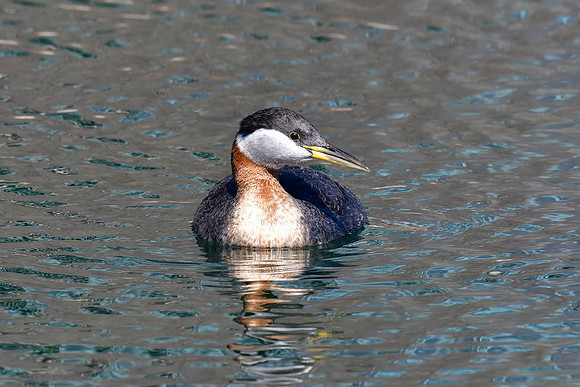 Red-necked grebe