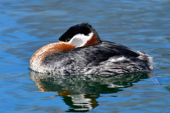 Red-necked grebe