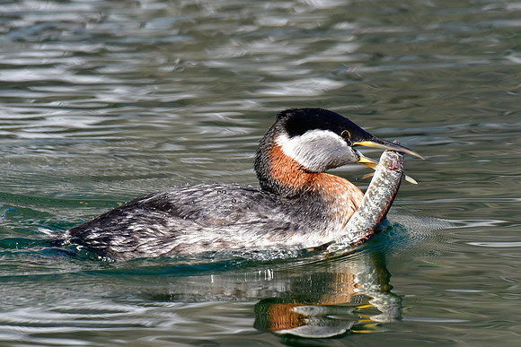 Red-necked grebe with fish