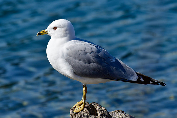 Ring-billed gull
