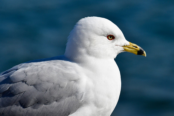 Ring-billed gull