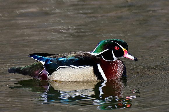 Wood duck (male)