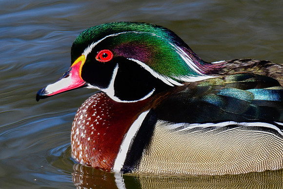 Wood duck (male)