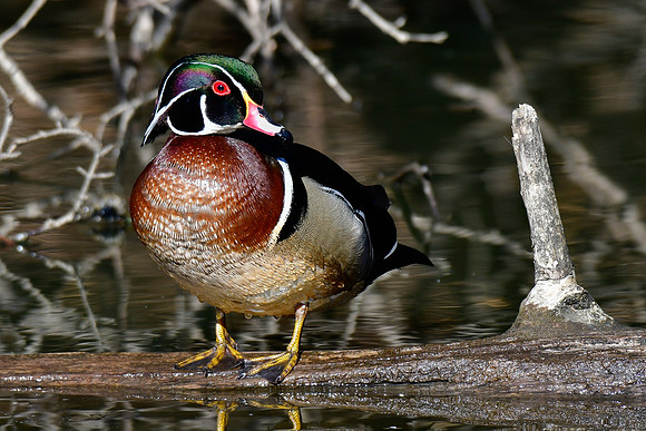 Wood duck (male)