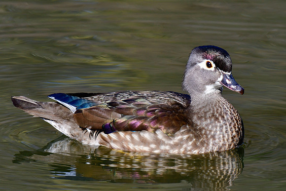 Wood duck (female)