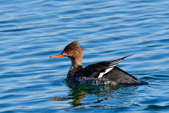 Red-breasted merganser (female)