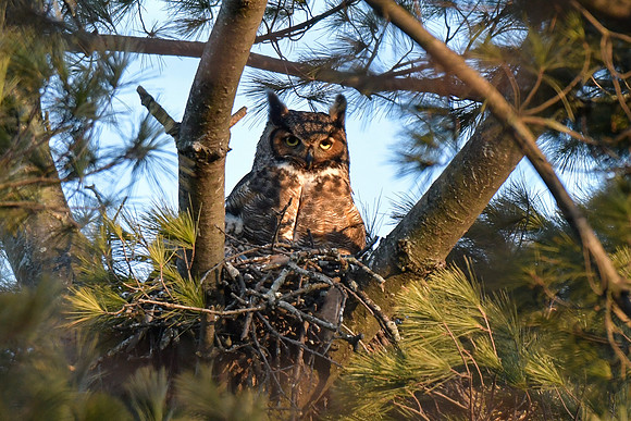 Female great horned owl on the nest