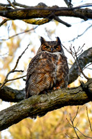 Great horned owl