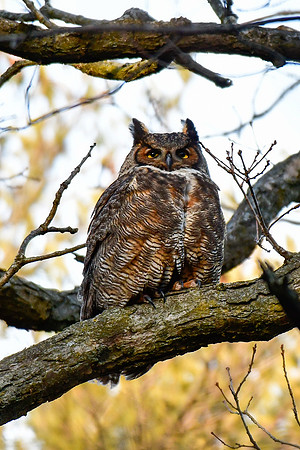 Great horned owl
