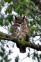 Great horned owl