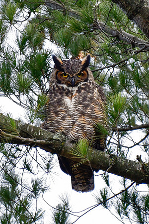Great horned owl