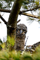 Great horned owlet, approximately 10 days old, on the nest