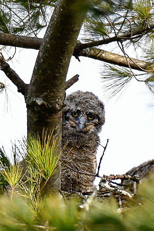 Great horned owlet, approximately 10 days old, on the nest