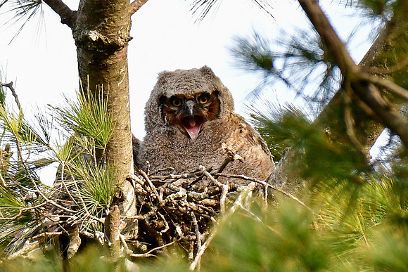 Great horned owlet, approximately 4 weeks old, on the nest