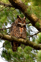 Great horned owl
