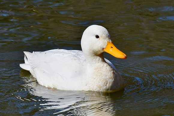 Pekin (a domesticated variety of mallard)