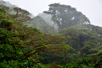Monteverde Cloud Forest Reserve