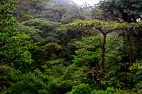Monteverde Cloud Forest Reserve