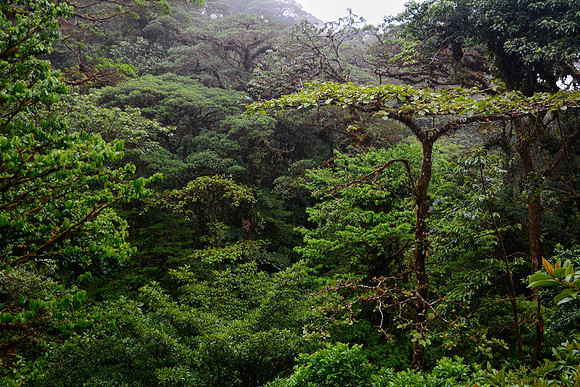 Monteverde Cloud Forest Reserve