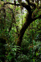Monteverde Cloud Forest Reserve