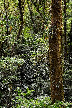 Santa Elena Cloud Forest Reserve