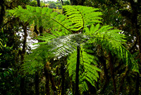 Santa Elena Cloud Forest Reserve