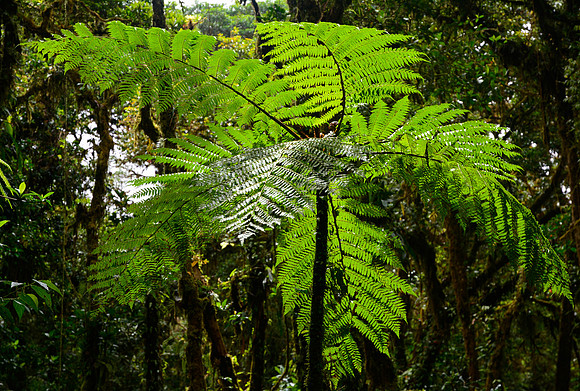 Santa Elena Cloud Forest Reserve