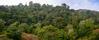 The forest of San Gerardo de Dota, Los Quetzales National Park