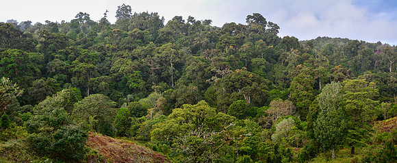 The forest of San Gerardo de Dota, Los Quetzales National Park