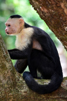 White-faced capuchin monkey, Drake Bay