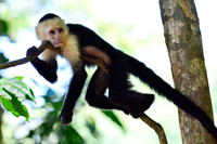 White-faced capuchin monkey, Manuel Antonio National Park