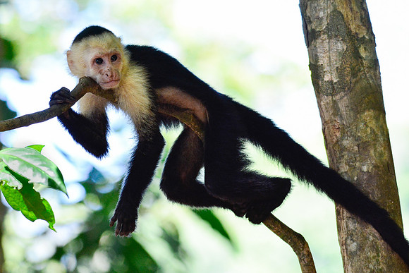 White-faced capuchin monkey, Manuel Antonio National Park