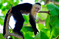 White-faced capuchin monkey, Manuel Antonio National Park