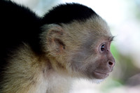 White-faced capuchin monkey, Manuel Antonio National Park