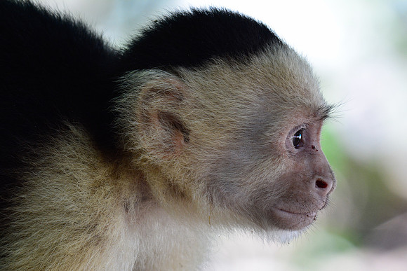 White-faced capuchin monkey, Manuel Antonio National Park