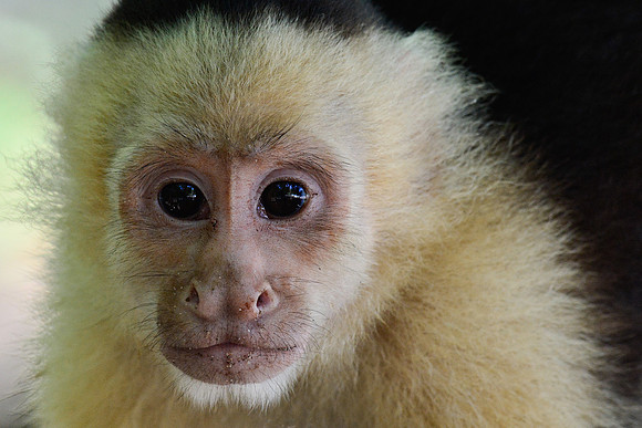 White-faced capuchin monkey, Manuel Antonio National Park