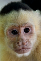 White-faced capuchin monkey, Manuel Antonio National Park