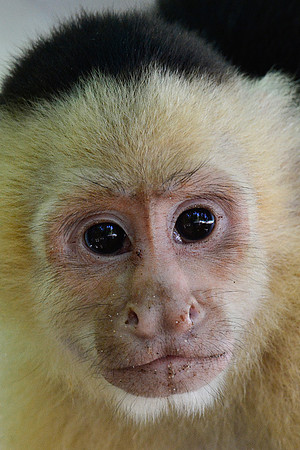 White-faced capuchin monkey, Manuel Antonio National Park