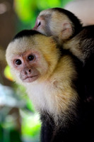 Mother and baby white-faced capuchin monkeys, Manuel Antonio National Park