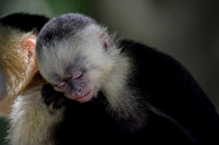 A baby white-faced capuchin monkey on its mother's back, Manuel Antonio National Park