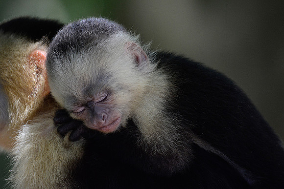 A baby white-faced capuchin monkey on its mother's back, Manuel Antonio National Park
